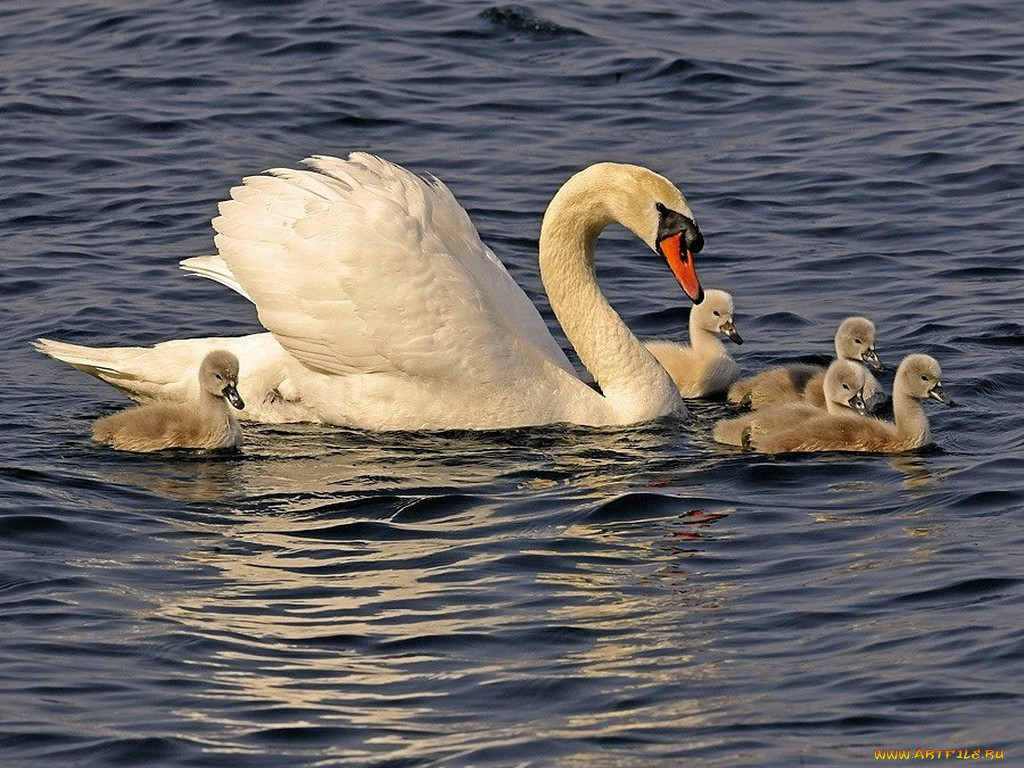 family, of, swans, , 